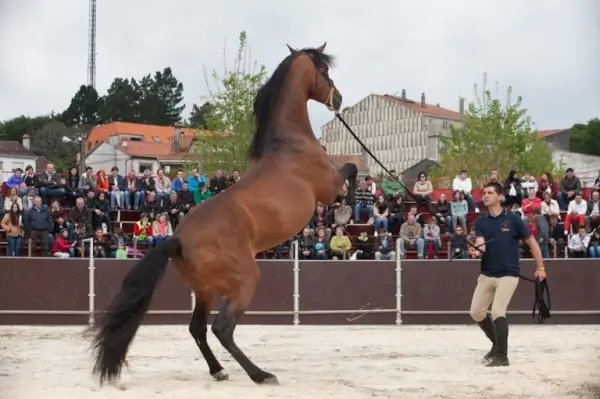 Imagen festiva de la Feira Cabalar en la Festa da Pascua de Padrón, con caballos y gente celebrando.